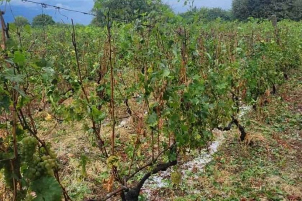 კახეთში სეტყვისგან დაზიანებულ ყურძენს სახელმწიფო საწარმო დღეიდან მიიღებს - ღვინის ეროვნული სააგენტო