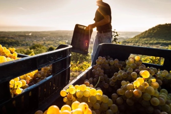 რთველი 2025-ის ფარგლებში რეკორდული რაოდენობის, 336 ათასამდე ტონა ყურძენი გადამუშავდა